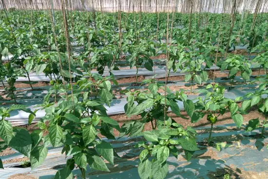 capsicum_11zon