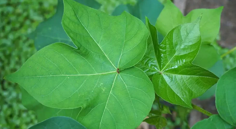 cotton-plant-leaves-garden-leaves-cotton