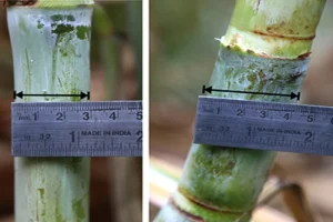 sugarcane-before-after