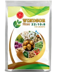 Windsor